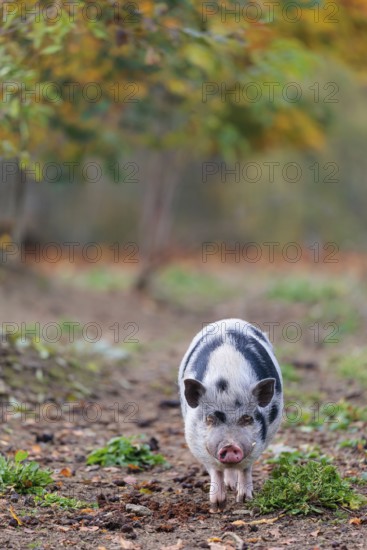 A Kunekune pig (sus scrofa domesticus), a domestic breed from New Zealand walks through a natural pasture. Captive, Austria