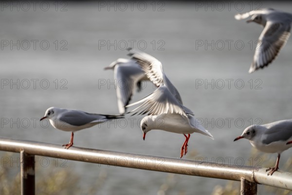 Black-headed gulls in winter dress, on a railing on the Rhine near Duisburg-Walsum, North Rhine-Westphalia, Germany