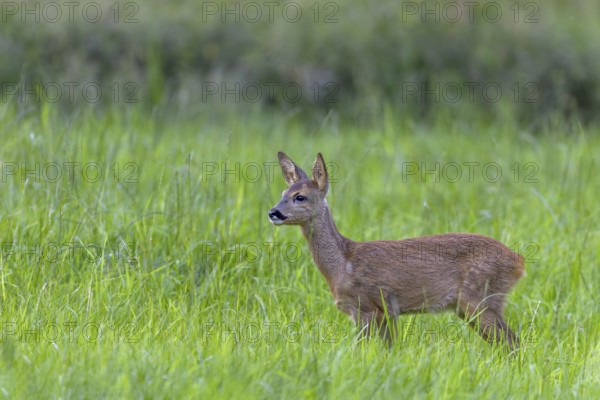 During the mating season, fawns (Capreolus capreolus) are often left to their own devices and watch the play of buck and doe from a distance, leaf time, rutting season, Germany