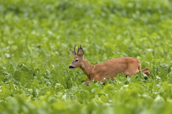 An old roebuck (Capreolus capreolus) purposefully follows the whistling of a doe ready to mate, leaf time, rut, roe rut, summer coat, Germany