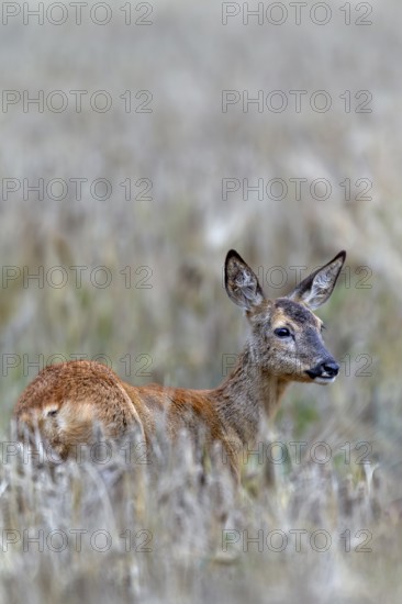 Doe (Capreolus capreolus) standing attentively in a barley field, eyes, summer coat, Germany