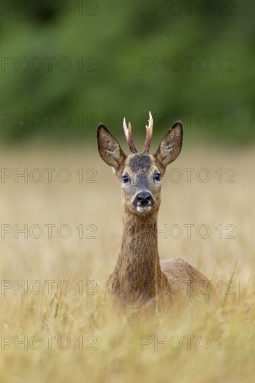 Roebuck (Capreolus capreolus) yearling in a field, eyes, eye contact, summer coat, Germany
