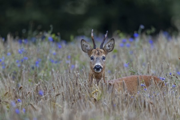 A very old roebuck (Capreolus capreolus) in a barley field with cornflowers (Centaurea cyanus), eyes, eye contact, summer coat, Germany
