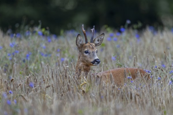 A very old roebuck (Capreolus capreolus) in a barley field with cornflowers (Centaurea cyanus), summer coat, Germany