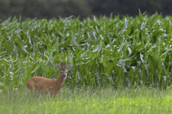 Roebuck (Capreolus capreolus) with unusual horns, an 8-pointer, abnormal, eyes, eye contact, summer coat, Germany