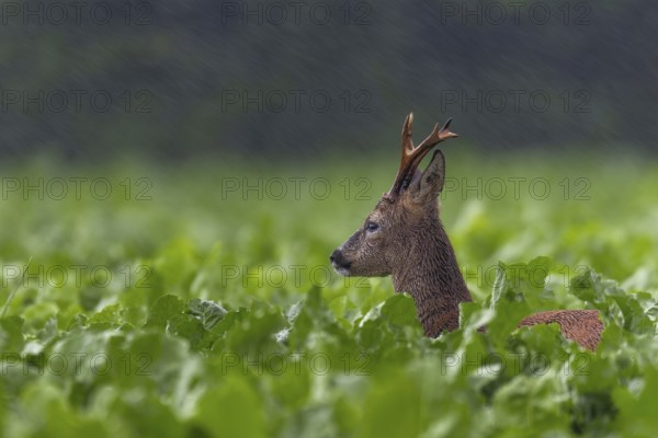 Something attracts the attention of the roebuck (Capeolus capreolus), the ever-increasing rain does not bother him, summer coat, rain shower, Germany