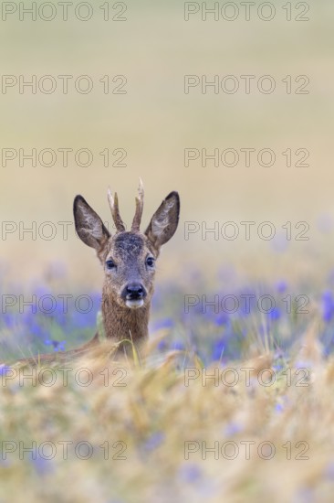 A roebuck (Capreolus capreolus) peers attentively out of a barley field with flowering cornflowers (Centaurea cyanus), eye contact, Germany