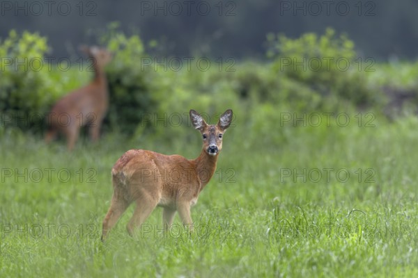 Two doe (Capreolus capreolus) grazing in a meadow, eyes, eye contact, summer coat, Germany