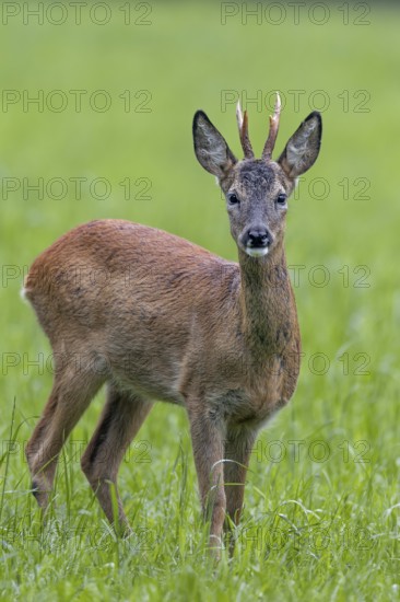 Roebuck (Capreolus capreolus) yearling eyes attentive, eye contact, summer coat, Germany