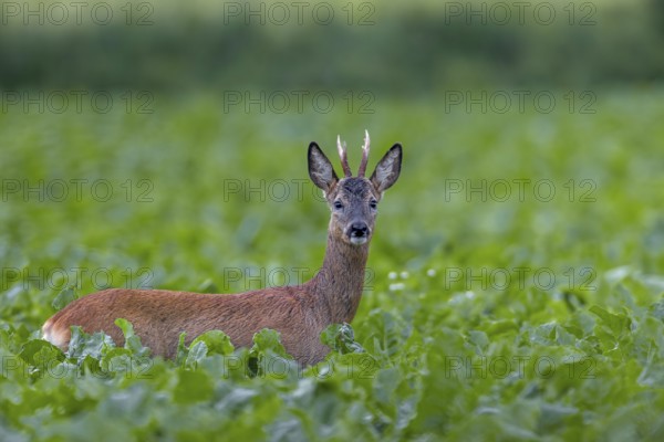 Roebuck (Capreolus capreolus) yearling in a sugar beet field, eye contact, summer coat, Germany
