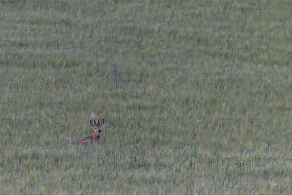 Roebuck (Capreolus capreolus) in a barley field, summer coat, Germany