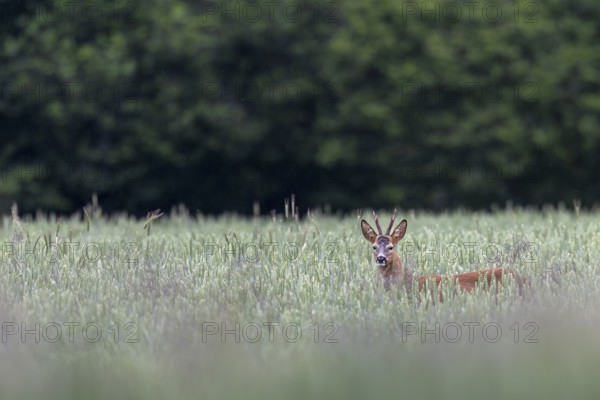 Roebuck (Capreolus capreolus) in a wheat field, eyes, eye contact, summer coat, Germany