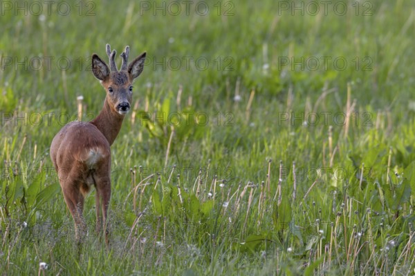 Roebuck (Capreolus capreolus) yearling in summer cover, the horns are still wearing the velvet, eyes, eye contact, summer coat, Germany