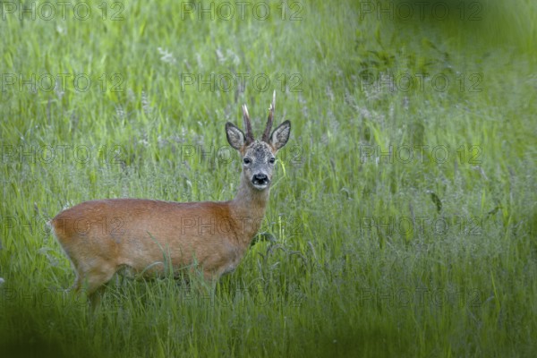 A roebuck (Capreolus capreolus) in best condition shortly in front of the beginning of the leaf season, summer coat, summer cover, Germany