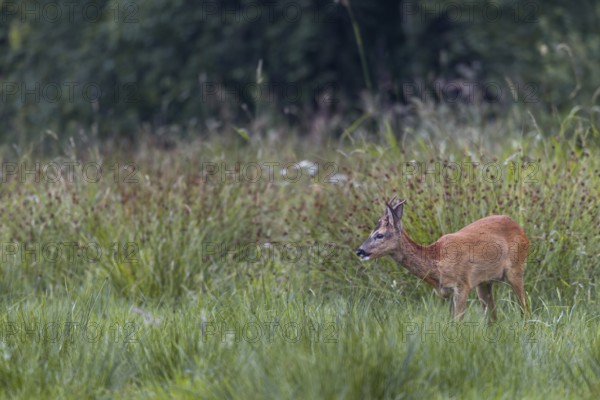 Roebuck (Capreolus capreolus) yearling grazing on a moorland meadow, summer coat, summer cover, Germany