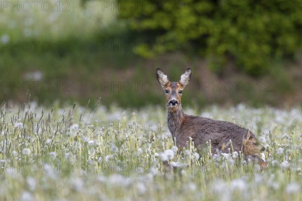 Roe deer (Capreolus capreolus) and fawns on a dandelion meadow (Taraxacum officinale), young animal, rearing young, eyes, eye contact, change of coat, Germany