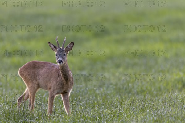 Roebuck (Capreolus capreolus) in summer coat in a meadow in search of food, attentive, Germany