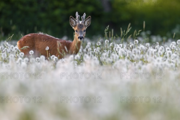 Roebuck (Capreolus capreolus) yearling with bast horns grazing on a dandelion meadow (Taraxacum officinale), dandelion, eyes, eye contact, summer coat, Germany