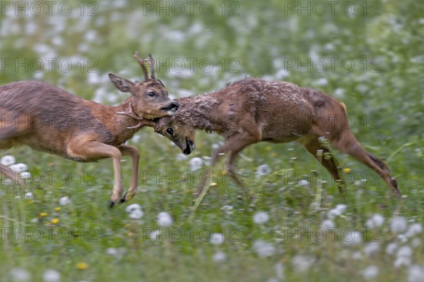 The territorial roebuck (Capreolus capreolus) is so aggressive that it attacks the entire body of its opponent with its horns, the old man is obviously helplessly at the mercy of the attacks, fight, balance of power, brutal, roebuck fight, change of coat, Germany