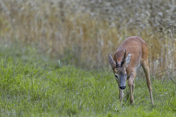 A roebuck (Capreolus capreolus) impresses a doe in the leaf season and strikes the ground with its forelegs, this behaviour is called plätzen, roe rut, rutting, mating season, imposing, threatening, summer coat, Denmark