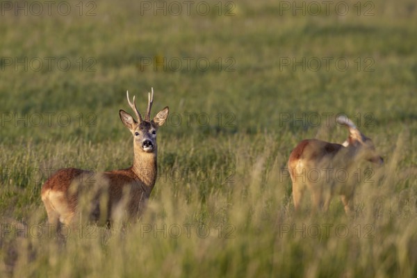 Roebuck (Capreolus capreolus) and doe move to a meadow to graze in the evening, eyes, eye contact, attentive, summer coat, Germany