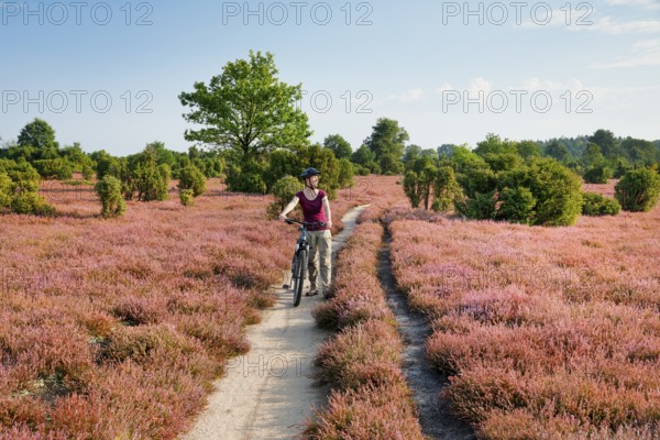 Woman riding a bicycle in the blooming Lüneburger Heide, Lower Saxony, Germany