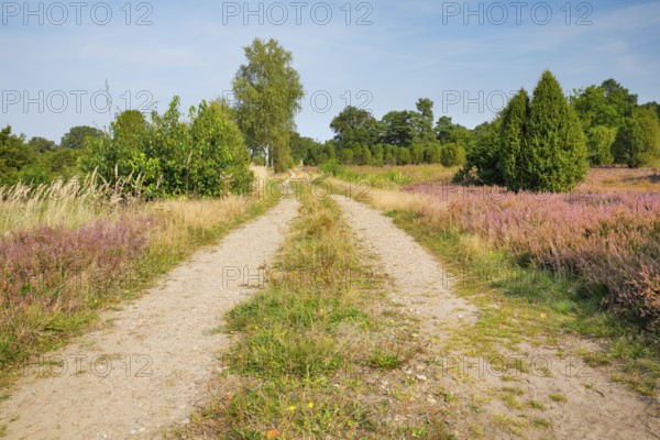 Tree-lined dirt road amidst blooming southern heath, Lower Saxony, Germany