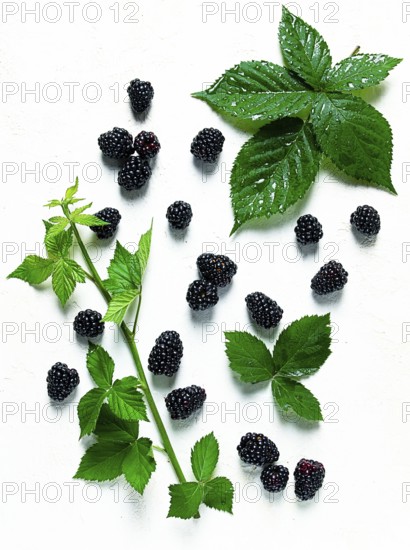 Fresh blackberries, with foliage, top view, on a light background, no people