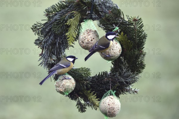 Great tit, (Parus major) eats suet dumplings on a Christmas wreath, Schleswig-Holstein, Germany