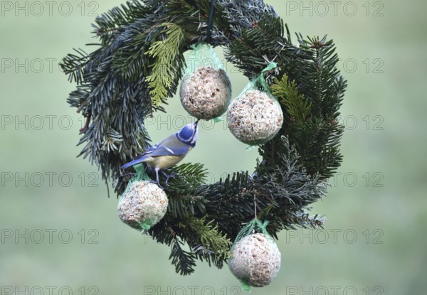 Blue tits (Cyanistes caeruleus) eat suet balls on a Christmas wreath, Schleswig-Holstein, Germany