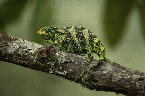 Three-horned chameleon (Trioceros jacksonii), female, Bwindi Impenetrable Forest National Park, Uganda