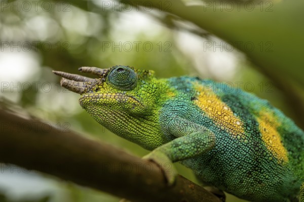 Three-horned chameleon (Trioceros jacksonii), male, Bwindi Impenetrable Forest National Park, Uganda