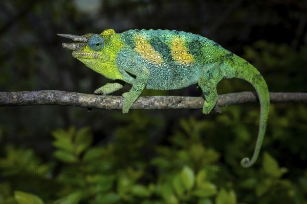 Three-horned chameleon (Trioceros jacksonii), male, Bwindi Impenetrable Forest National Park, Uganda