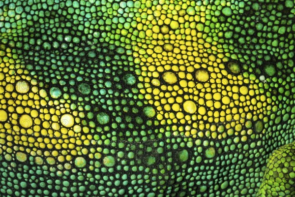 Detail, skin of a three-horned chameleon (Trioceros jacksonii), male, Bwindi Impenetrable Forest National Park, Uganda