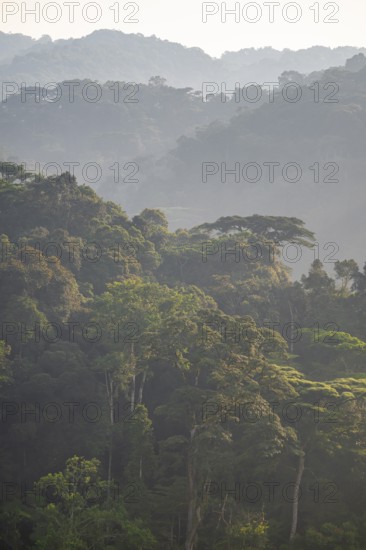Rainforest, jungle, Bwindi Impenetrable Forest National Park, Uganda