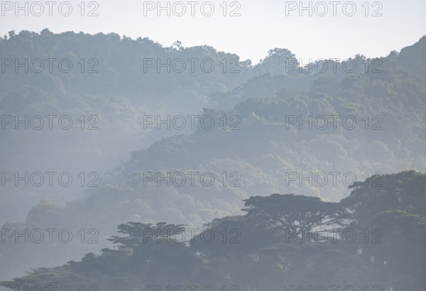 Rainforest, jungle, Bwindi Impenetrable Forest National Park, Uganda