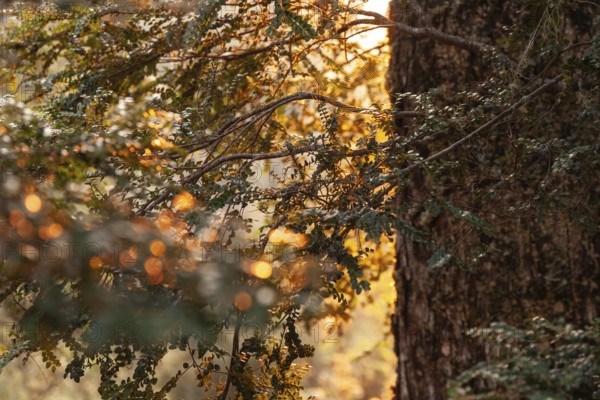 Tasmanian deciduous tree (Nothofagus gunnii) at sunrise, with illuminated sun and beautiful morning atmosphere in the forest of the Cradle Mountains National Park, Tasmania