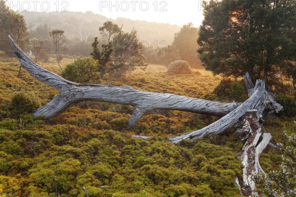 Dead wood of King Billy pine at sunrise. Morning atmosphere with dead wood in Cradle Mountains National Park, Tasmania, Australia