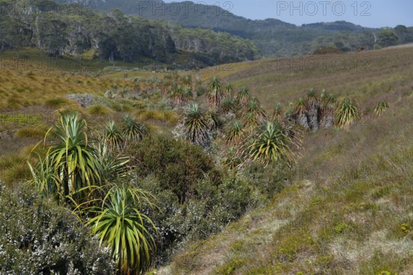 Endemic pandani giant grass tree in the valley in Cradle Mountains National Park in Tasmania, Australia