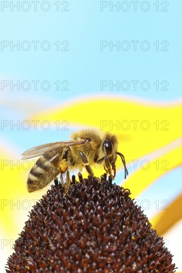 European honey bee (Apis mellifera), collecting nectar from a flower of yellow coneflower (Echinacea paradoxa), macro photo, Wilnsdorf, North Rhine-Westphalia, Germany