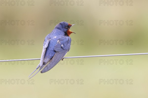 Barn swallow (Hirundo rustica) sitting on a pasture fence, wildlife, animals, birds, swallows, migratory bird, ox bog, Dümmer See nature park Park, Hüde, Lower Saxony, Germany