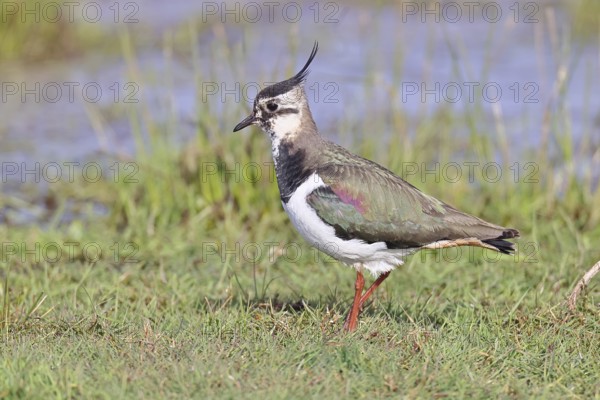 Lapwing (Vanellus vanellus), gorgeous dress, looking for food in a swampy meadow, wildlife, lembruch, ox moor, Dümmer nature park Park, Lower Saxony, Germany