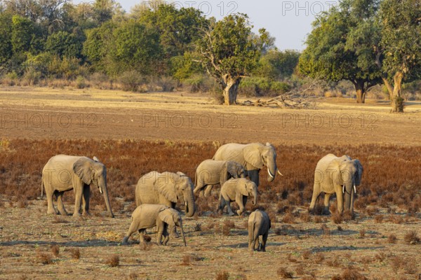 African Elephant (Loxodonta africana) Famioey Zambia