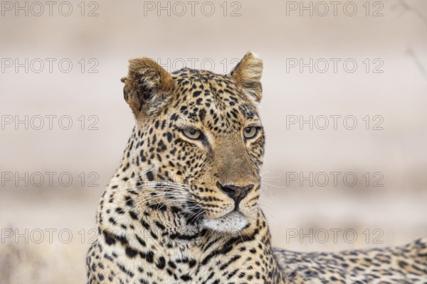 Leopard (Panthera pardus) female Zambia