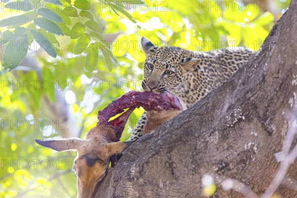 Leopard (Panthera pardus) male cub feeding on Impala kill Zambia