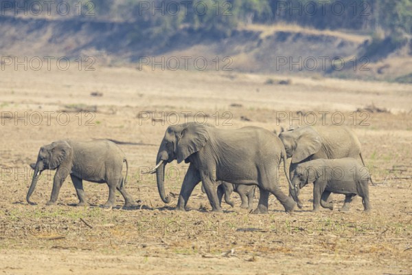 African Elephant (Loxodonta africana) family crossing Luangwa Valley Zambia