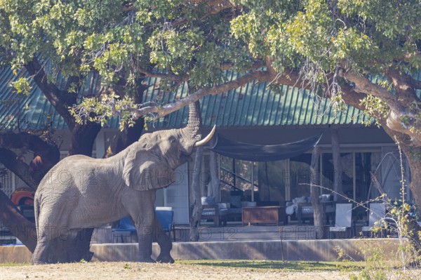 African elephant (Loxodonta africana) infront of camp Zambia