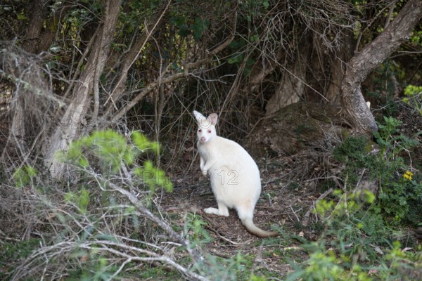 Rare white wallaby in the wild of Tasmania. Albino Bennett Wallaby at the edge of the forest on Bruny Island