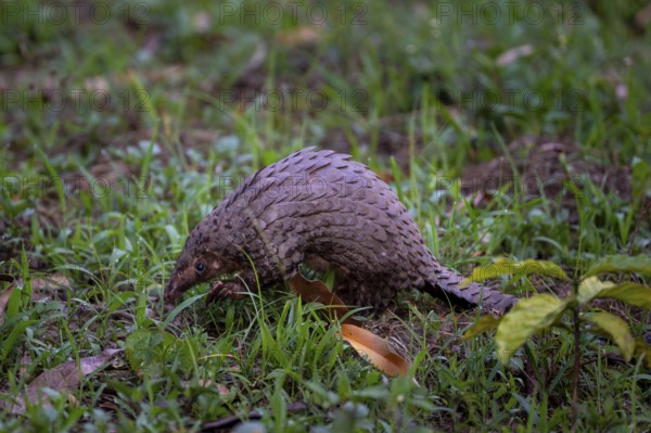 Pangolin on the ground, white-bellied pangolin (Phataginus tricuspis, Manis tricuspis), Western Region, Pangolin Rescue Center, Uganda