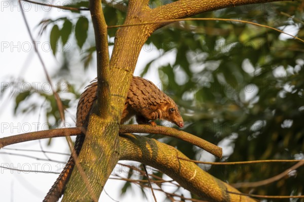 Pangolin climbing a tree, white-bellied pangolin (Phataginus tricuspis, Manis tricuspis), Western Region, Pangolin Rescue Center, Uganda
